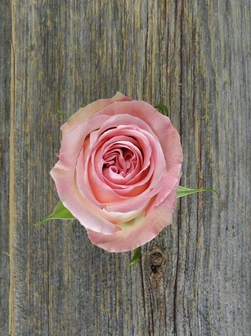 SWEET ELEGANCE   LIGHT PINK ROSES